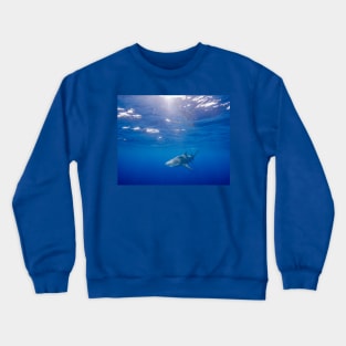 Sun-Rays Bathing a Lemon Shark Crewneck Sweatshirt